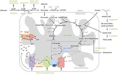 Intrinsic and Extrinsic Determinants of T Cell Metabolism in Health and Disease